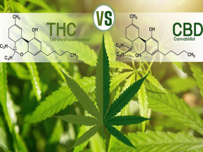 CBD та THC: у чому різниця?