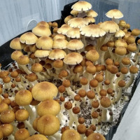 Рідкий міцелій Orissa