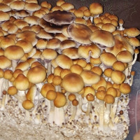 Жидкий мицелий THAI LIPA YAI