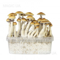 Споры грибов Psilocybe Cubensis — B+