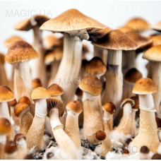 Спори грибів Psilocybe Cubensis - Cambodian