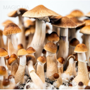 Спори грибів Psilocybe Cubensis - Cambodian