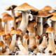 СПОРИ ПСИЛОЦИБІНОВИХ ГРИБІВ CAMBODIAN - PSILOCYBE СUBENSIS