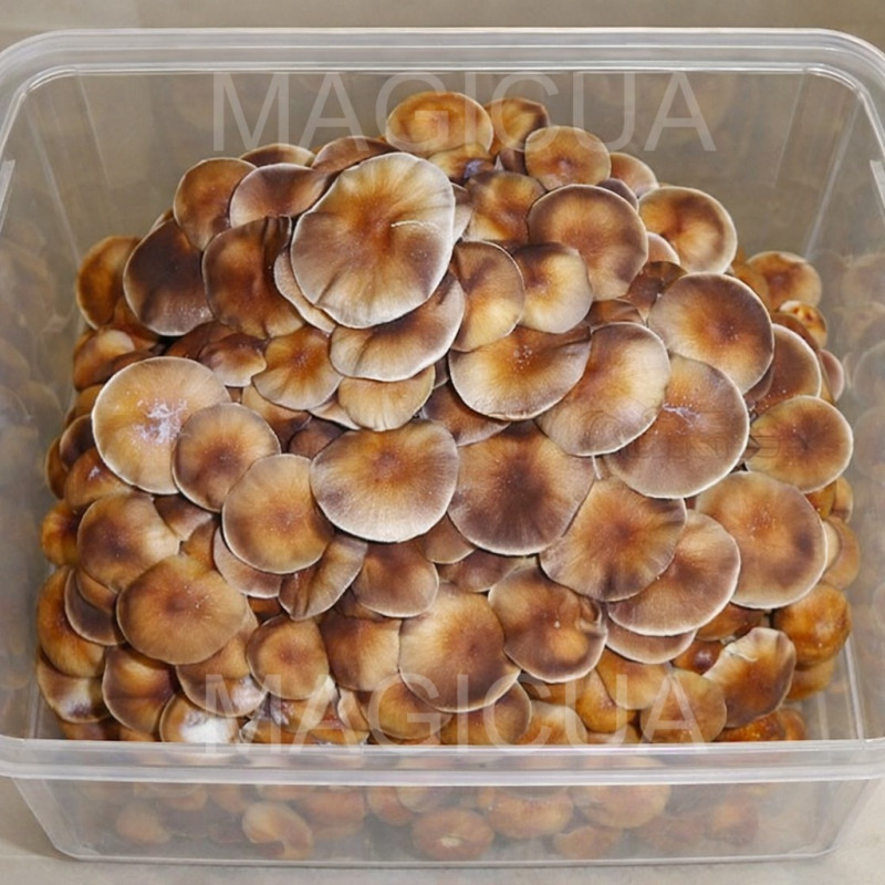 СПОРЫ ПСИЛОЦИБИНОВЫХ Generation UA - PSILOCYBE СUBENSIS