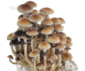 Спори грибів Golden Teacher - Psilocybe Cubensis