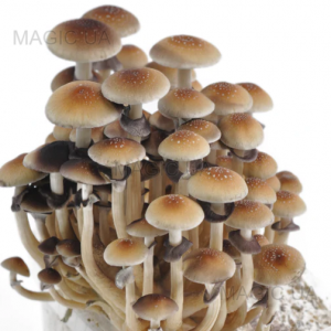 Спори грибів Golden Teacher - Psilocybe Cubensis