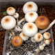 СПОРЫ ПСИЛОЦИБИНОВЫХ HYBRID A+ — PSILOCYBE СUBENSIS