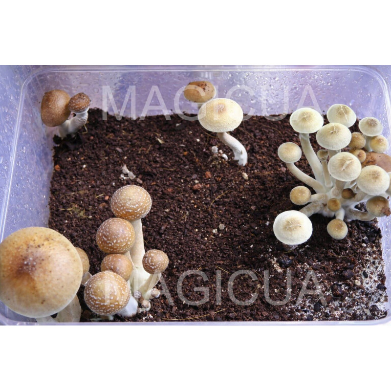 СПОРЫ ПСИЛОЦИБИНОВЫХ HYBRID A+ — PSILOCYBE СUBENSIS