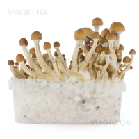 Спори грибів Psilocybe Cubensis - Mckennaii