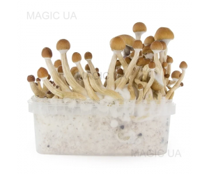 Споры грибов Psilocybe Cubensis — Mckennaii