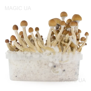 Споры грибов Psilocybe Cubensis — Mckennaii
