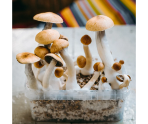 Споры грибов Psilocybe Cubensis - Mexicana