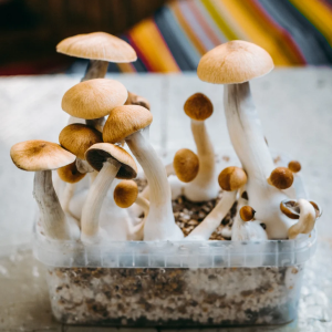 Споры грибов Psilocybe Cubensis - Mexicana