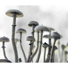 Споры грибов - Psilocybe Natalensis