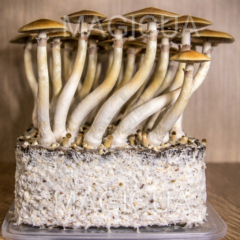 СПОРЫ ПСИЛОЦИБИНОВЫХ ORISSA — PSILOCYBE СUBENSIS