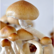 Спори грибів Psilocybe Cubensis - PF Redspore