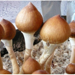 Споры грибов Pink Buffalo - Psilocybe Cubensis