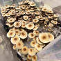 Спори грибів Pink Buffalo - Psilocybe Cubensis