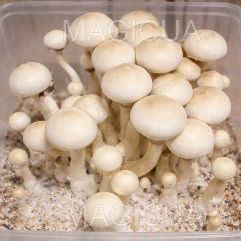 СПОРЫ ПСИЛОЦИБИНОВЫХ RUSTY WHYTE —  PSILOCYBE СUBENSIS