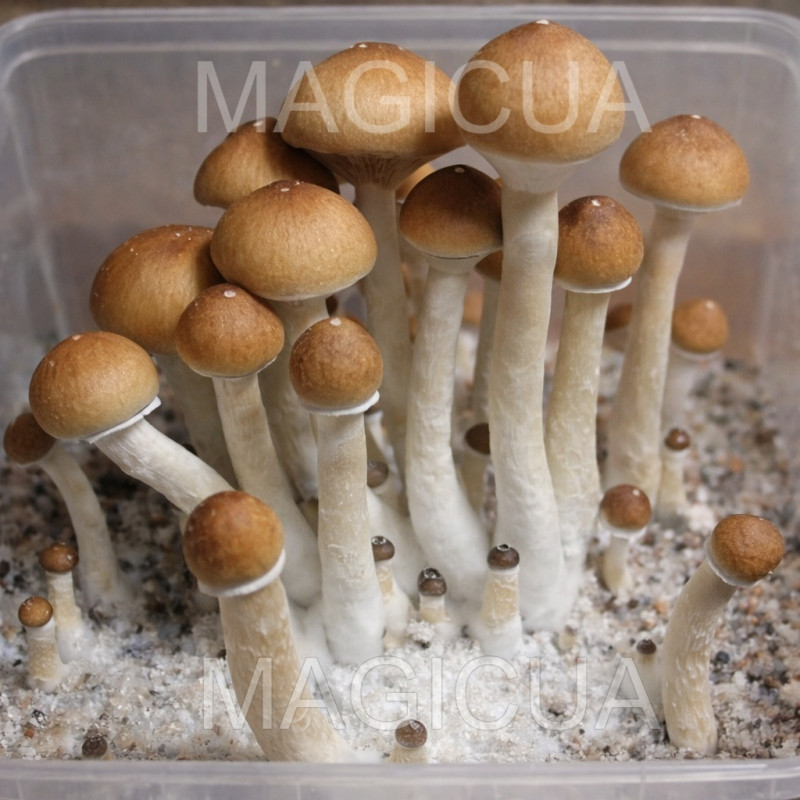 СПОРЫ ПСИЛОЦИБИНОВЫХ  Z-STRAIN - PSILOCYBE СUBENSIS