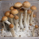 СПОРЫ ПСИЛОЦИБИНОВЫХ  Z-STRAIN - PSILOCYBE СUBENSIS