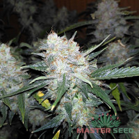 Big Bud autofem