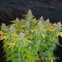 California Orange autofem