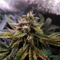 Colorado Cookies autofem