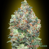 Critical autofem