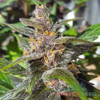 Fastberry autofem