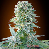 Jack Herer autofem