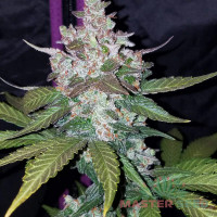 LSD autofem