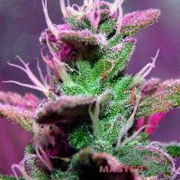 Lemon Haze autofem