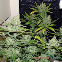 Lemon Skunk autofem