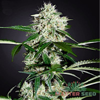 Northern Lights autofem