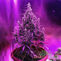 Sour Diesel autofem