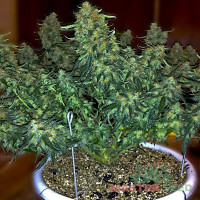 Sweet Tooth autofem