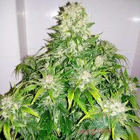 Girl Cookies autofem