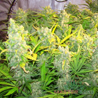 White Goose autofem