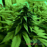 Afghan Kush fem
