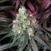 Blue Mango fem