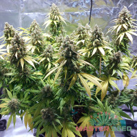 Critical Jack fem